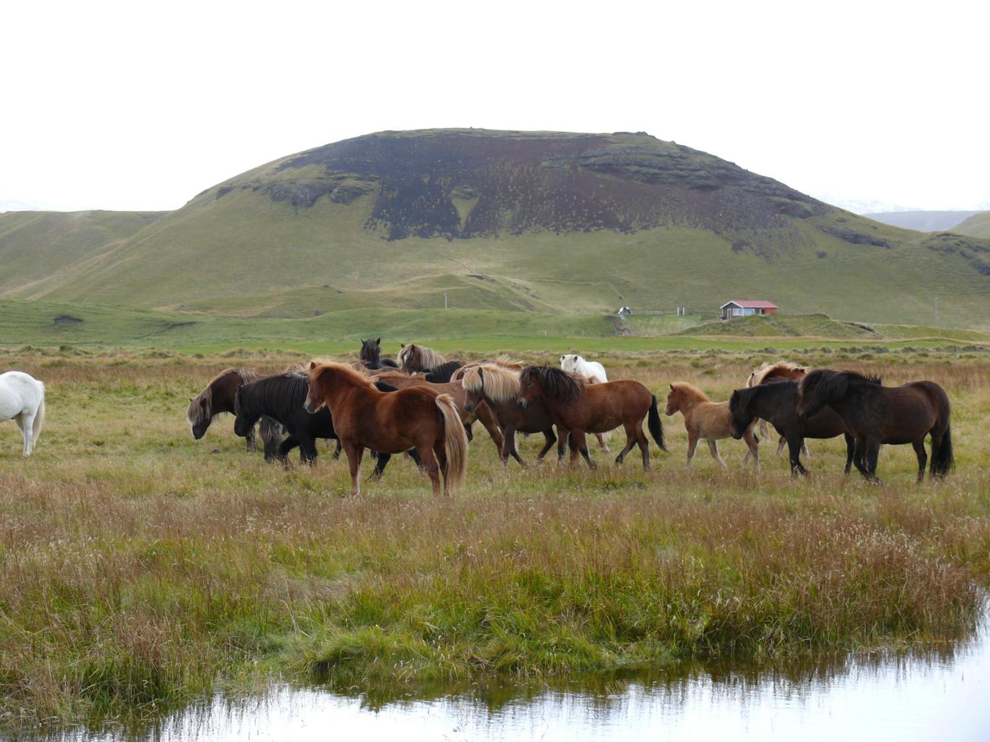 Guesthouse Vellir Vík Buitenkant foto